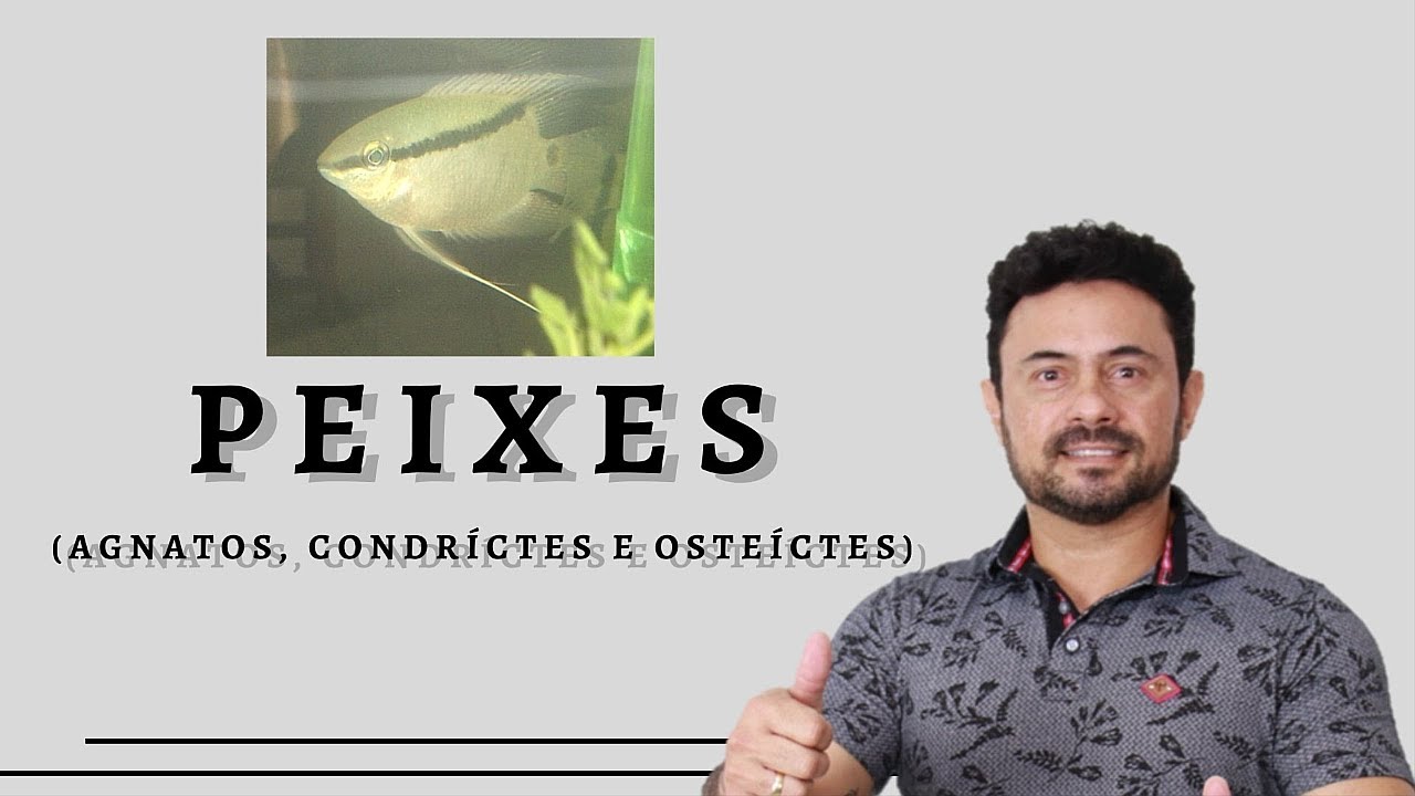 Peixes e suas características (Agnatos, Condríctes e Osteíctes).