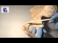 Анатомия тазовой кости (os coxae) - meduniver.com