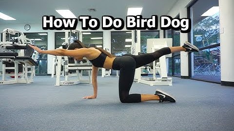 How To Do Bird Dog | Exercise Video Library | Exercise Tutorial