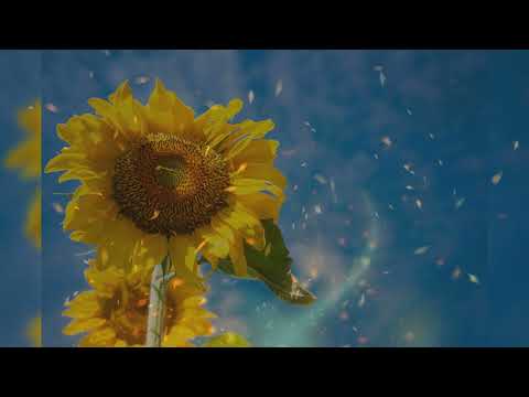 Марія Гайова Ідеальний