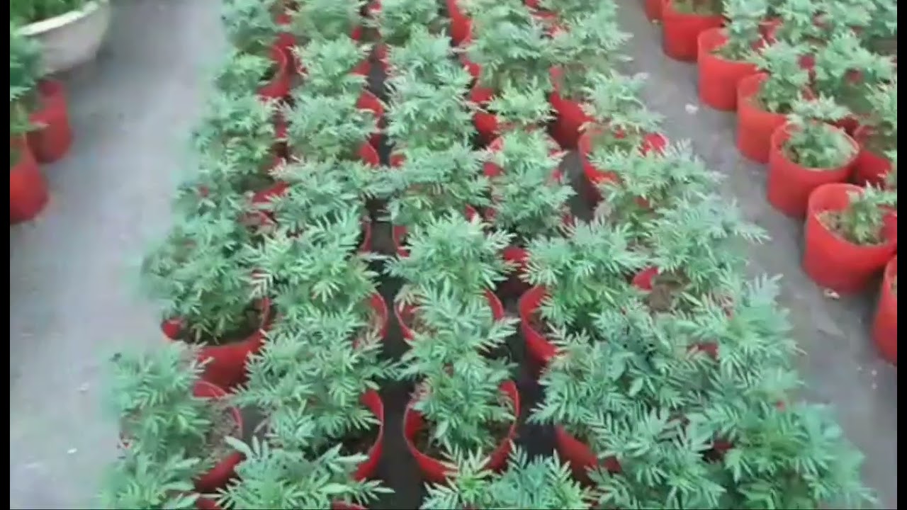 Lưu ý quan trọng khi bón phân cho Vạn Thọ giai đoạn làm nụ giúp cây phát triển tốt, kịp Tết