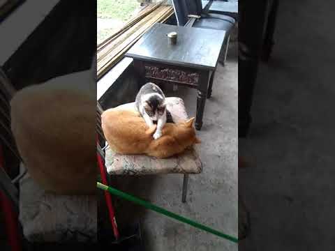  Cat  massage kitty click  bait YouTube