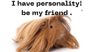 Discover Guinea Pig Breeds & Personalities Find Your Ideal Pet!
