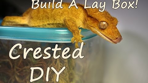 Crested DIY #1 - Crested Gecko Lay Box!