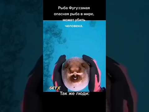 Рыба Фугу. Опасная