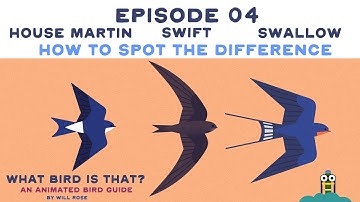WHAT BIRD IS THAT?  EPISODE 04  SWIFT, SWALLOW, HOUSE MARTIN - HOW TO SPOT THE DIFFERENCE