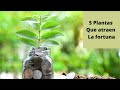 5 Plantas Que Atraen Fortuna a Tu Hogar