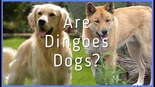 Are Dingoes Dogs?