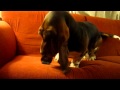 Basset hound Bacchus performs a mysterious ritual