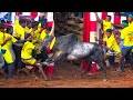 Shakudi jallikattu 2024s    2024s