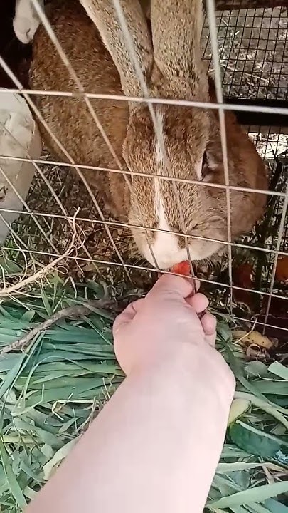 Кролик ест клубнику🐰🐰🐰🥕🥕🥕🐇🐇🐇🐇🥰🥰🥰😍😍🤩🤩😇😇😇😊😊😊 ️ ️🥕 - YouTube