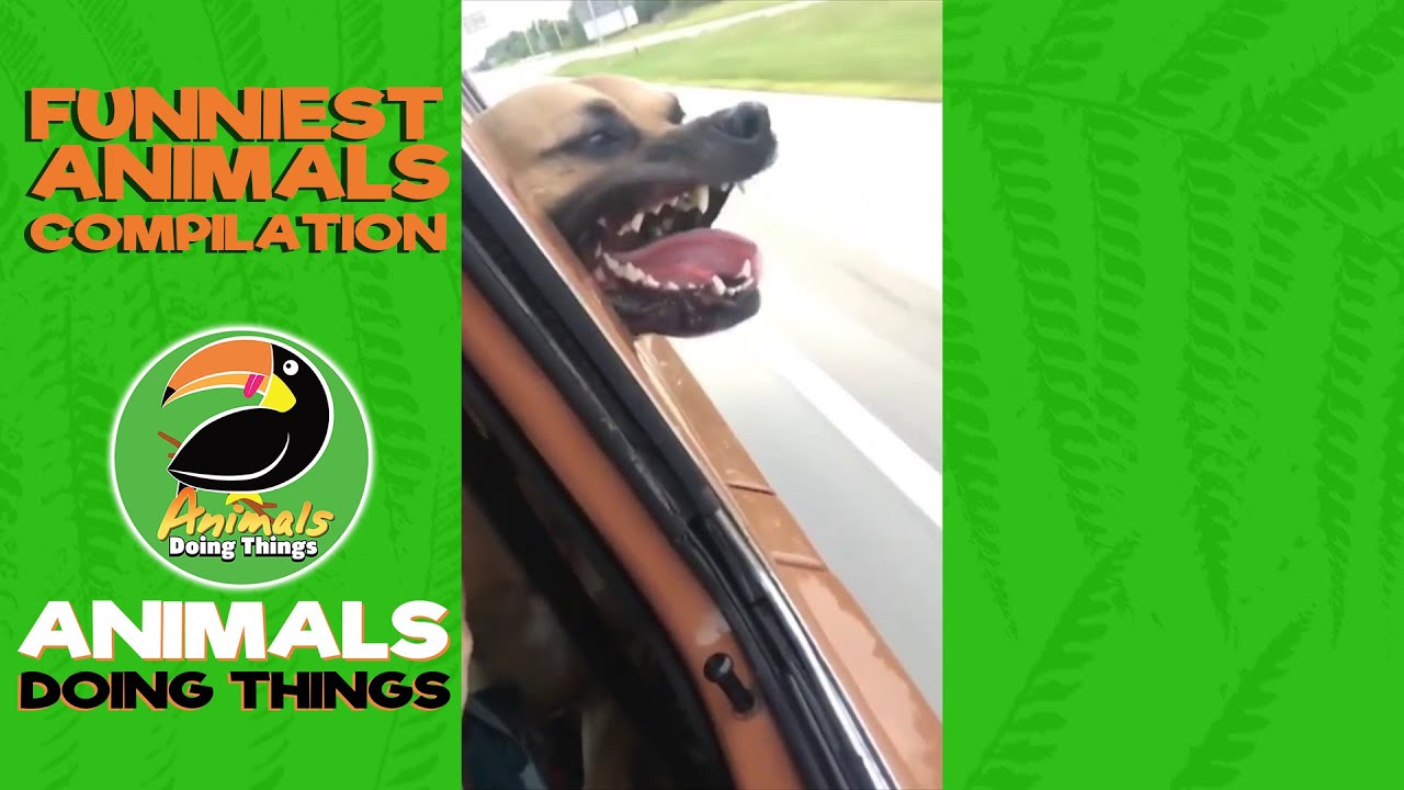 Funniest Dogs vs. Air Vol. 2 | Funniest Animals Doing Things