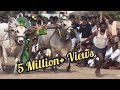 Kurra's Bull Race at Ghantasala | Mighty Ongole Bulls | Most Powerful Bulls,  #desi bulls