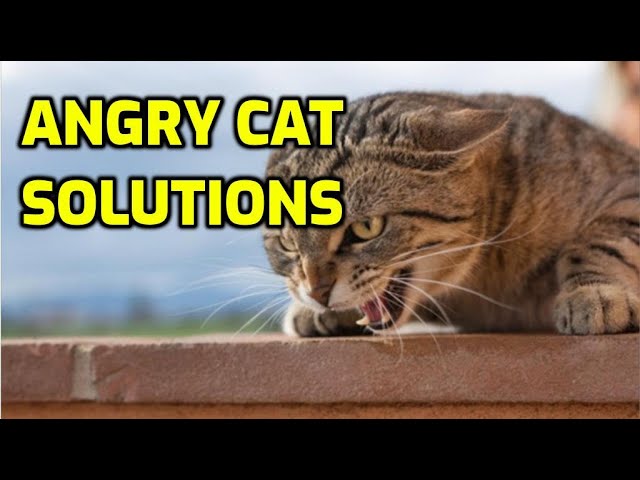 How to Calm an Angry Cat - Catster