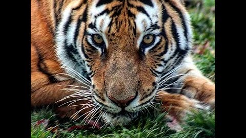 Zerg Build Guide: Solar