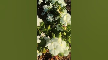 #القرآن_الكريم #اكسبلور #قرآن #تصويري #flowers #ارح_قلبك #آيات #ayat
