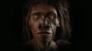 Evolution of Human face in 6 million years in 2 minutes