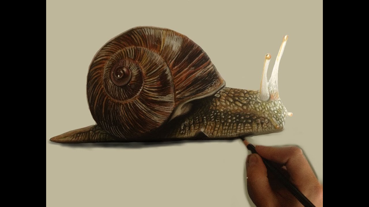 How I Draw And Paint A Snail You