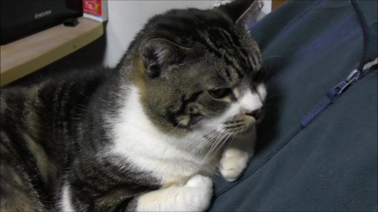 声を出してあくびをする猫がかわいい リキちゃんのあくび５連発 リキちゃんねる 猫動画 Cat Videos キジトラ猫との暮らし Youtube