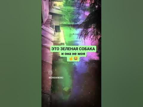 Зелёная собака. Не летающая, но пытается. Юмор - YouTube