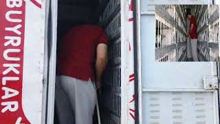 avrasya posta yaglıdere 442 km posta güvercini yarışı salım.flv