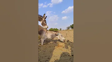 تزاوج الحمير شرمهاا 