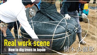 【Project.10】プロの植木屋による樹木の掘り取りDigging up trees for shipping.