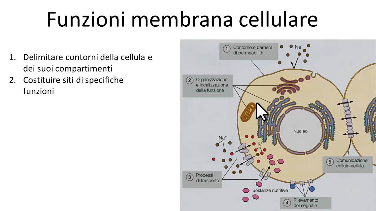 la membrana cellulare funzioni