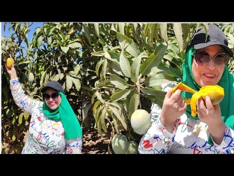 جولة في مزارع جمعية أحمد عرابي وأحلي مانجه وأسعار الفواكه  أرخص من سوق العبور#قناة_إيمي #emy_world جولة في مزارع جمعية أحمد عرابي وأحلي مانجه وأسعار الفواكه  أرخص من سوق العبور#قناة_إيمي #emy_world