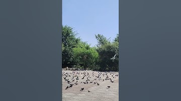 Cute Sparrow Enjoying Food#Aratisinghclips to#Mrika singh& Pritam #song #trending #viral