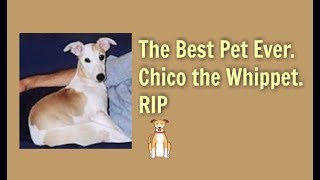 In memory of my Whippet dog (RIP) by Mom2Matt Plus3 191 views 6 years ago 3 minutes, 36 seconds