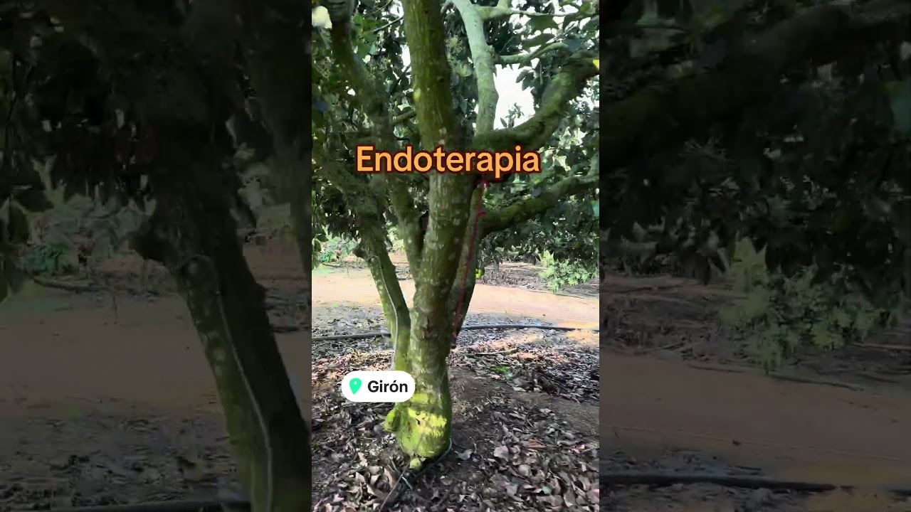 Endoterapia en aguacate Producción  