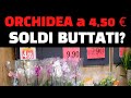 L'orchidea del supermercato a 4,5 euro... Soldi buttati?