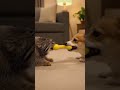 When two lives crossed paths forever #viral #trending #short