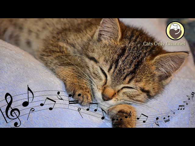 Relaxing Harp Music for Cats | Sleep Music | Relaxing Music | Stress Relief class=