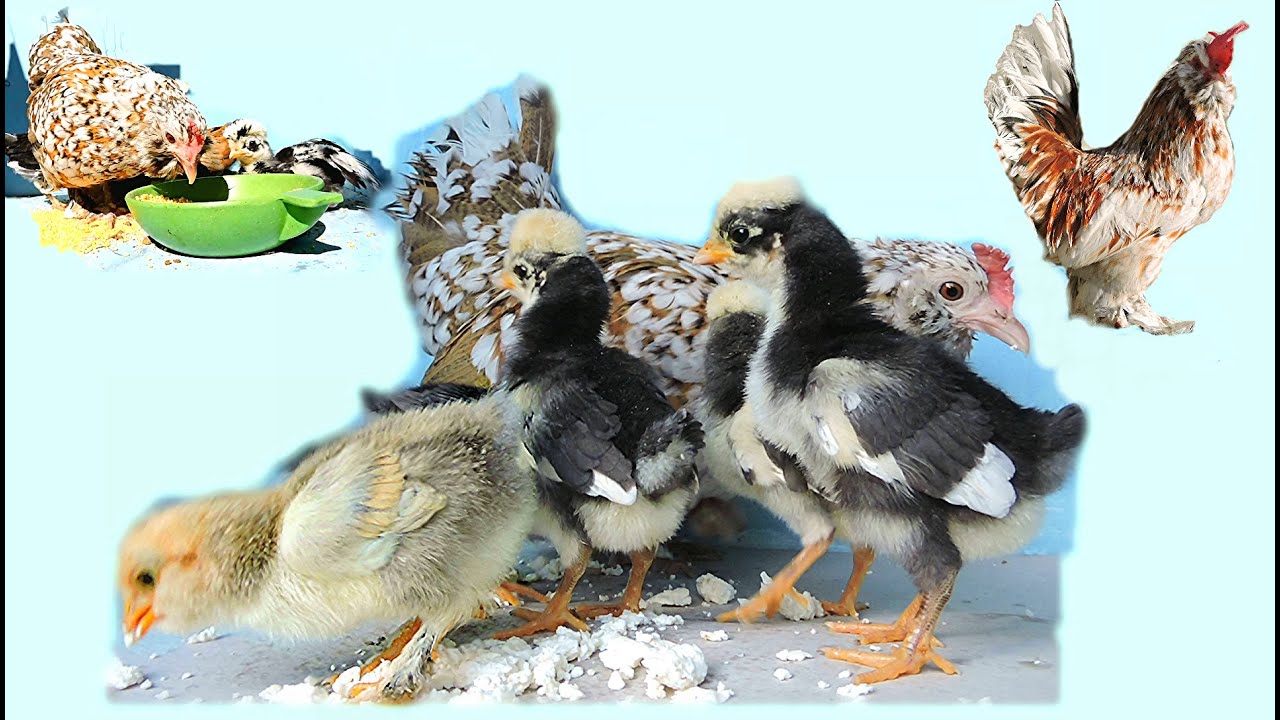 Altai Bantam, hen and chickens Алтайская Бентамка, курочка с Цыплятами - Yo...