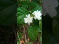 Malligai Poo Garden Tour | Peaceful Jasmine Flower Vlog@Sundarikitchens #digitalgardening #tvk