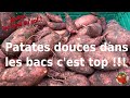 Patates douces en bacs cest top 