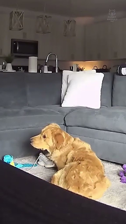 Lo que hace mi perro cuando no estoy. 🐕🎥 😂