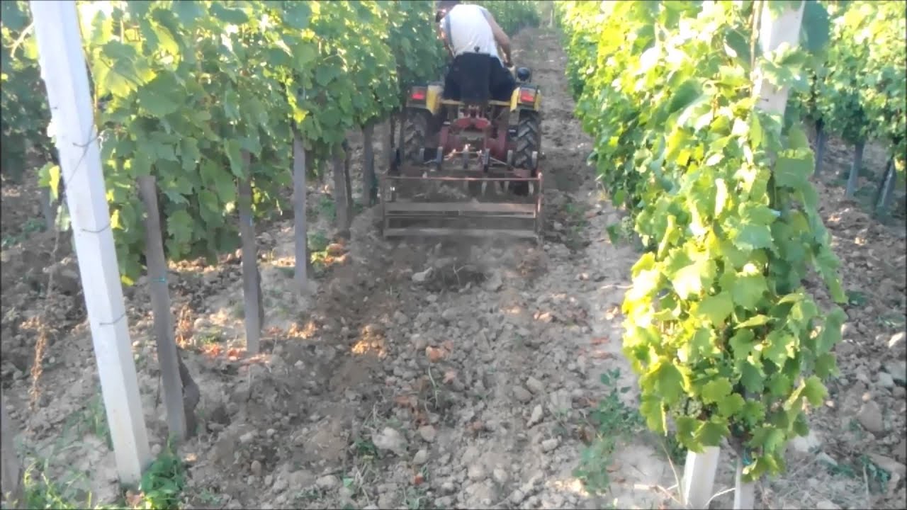 Podrivač za vinograd (Tomo Vinković)