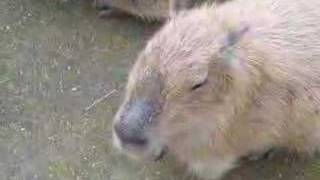 Capybaras: Friendly Giants of the Rodent Community - AZPetVet