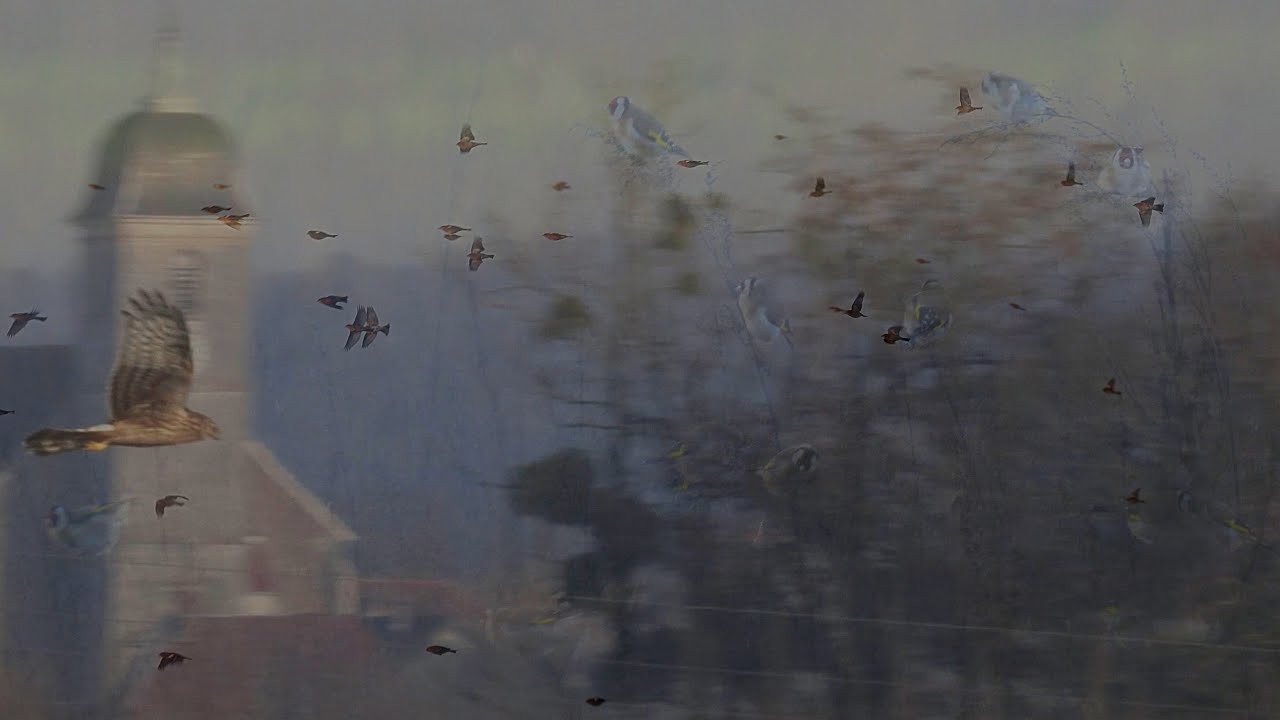 Interlude - 01 (nature  animaux)