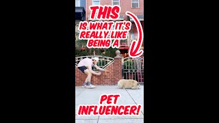 THIS is what It's REALLY like being a PET INFLUENCER! #shorts #influencer