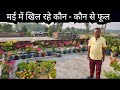 May month flowers  summer garden overview  parmanent flower plants