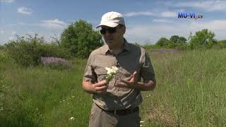 Билките - природното богатство на България