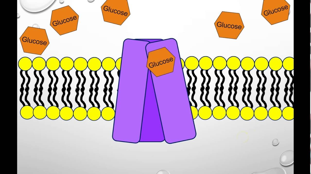 Cell Membrane Transport (Passive and Active Transport)