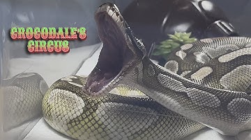 MOCHI | Lesser Axanthic VPI Royal / Ball Python | #feeding 💚🎬 (25.02.25)