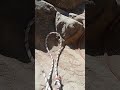 Learn Single &amp; Double Fisherman Knot in 1 Minute #knot #outdoorskills #knottutorial