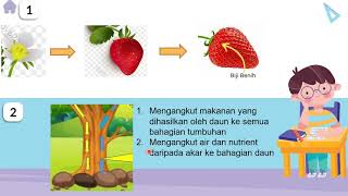 SAINS TAHUN 1: BAB 6, TUMBUHAN (Pentingnya Bahagian Tumbuhan)