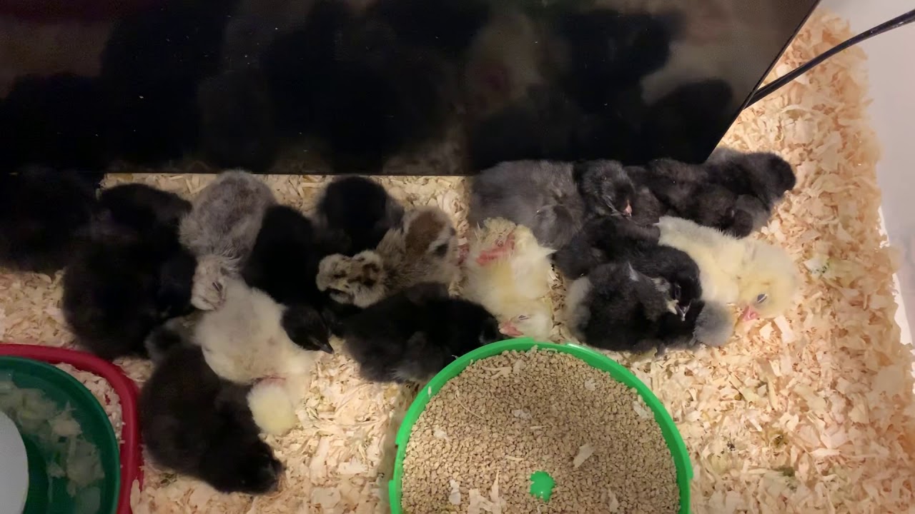 petco hours Baby Chicks Taking a Nap - MyPetChicken.com